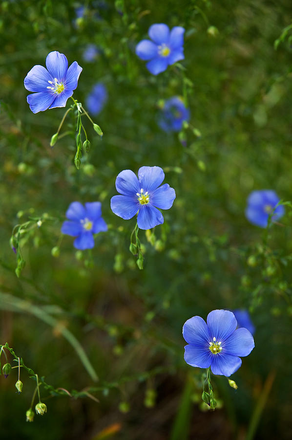 Blue Flax Photograph by Mary Lee Dereske