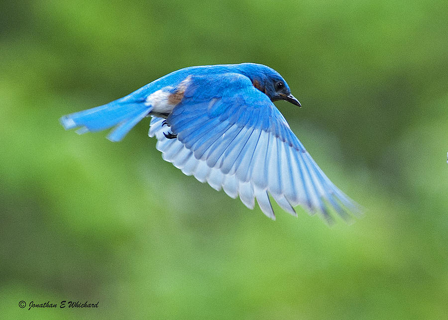 Bluebird Photograph - BLUE FLIGHT Sialia sialis adult male by Jonathan Whichard