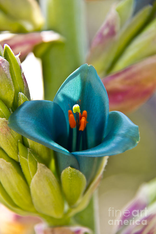 Blue Flower 1 Photograph by David Doucot