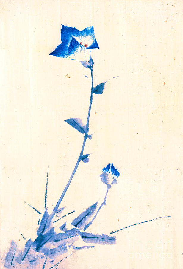 Blue Flower 1830 Photograph by Padre Art