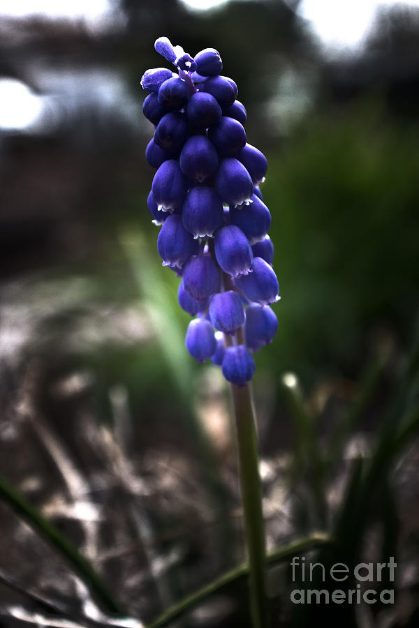 Blue Flower 2 Photograph by Joel Loftus