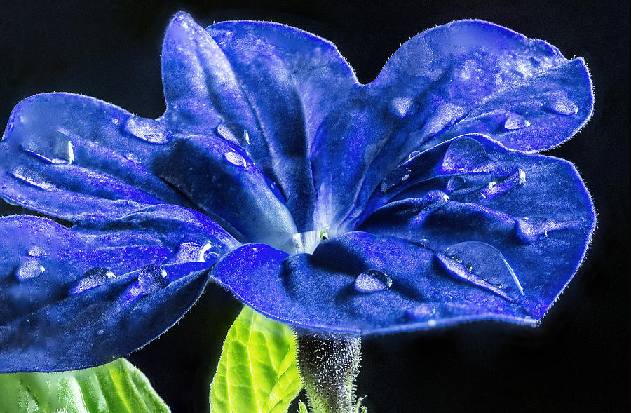 Blue flower Photograph by Arkady Kunysz