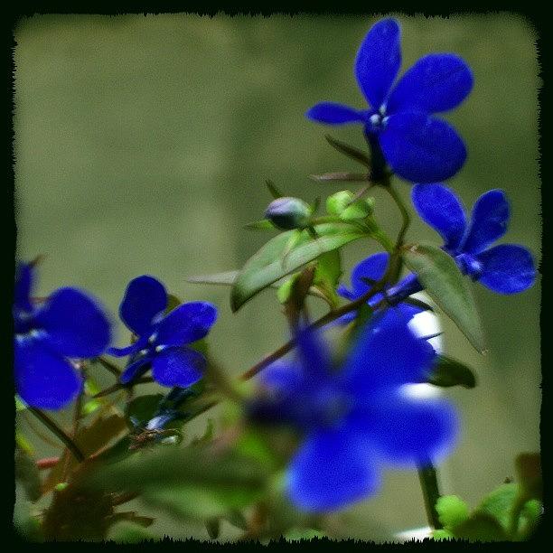 Nature Photograph - #blue #flower  #color #colour by Juan Parafiniuk