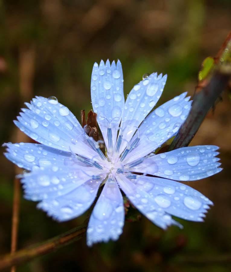 Summer Photograph - Blue flower by Cora Brum