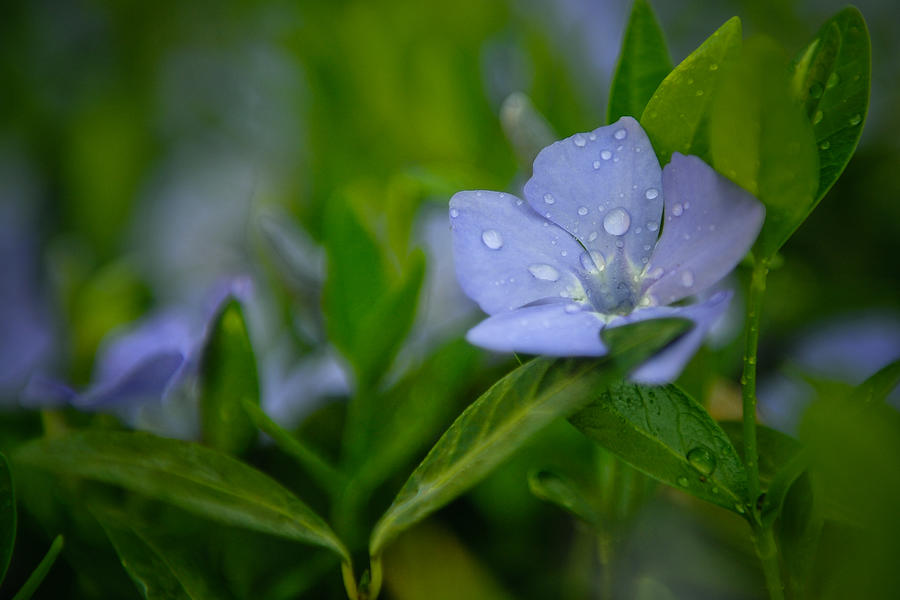 Blue flower covered with water drops Photograph by Vlad Baciu