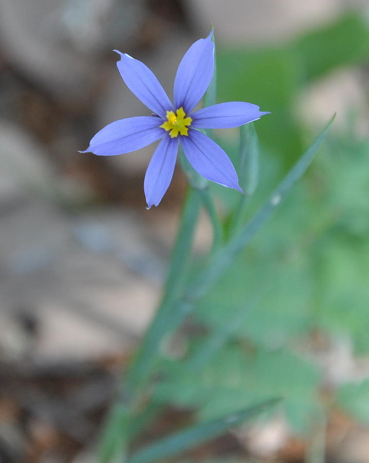 Blue Flower Photograph by Frank Madia