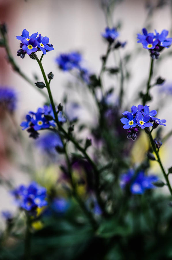 Blue flower Photograph by Gerald Kloss