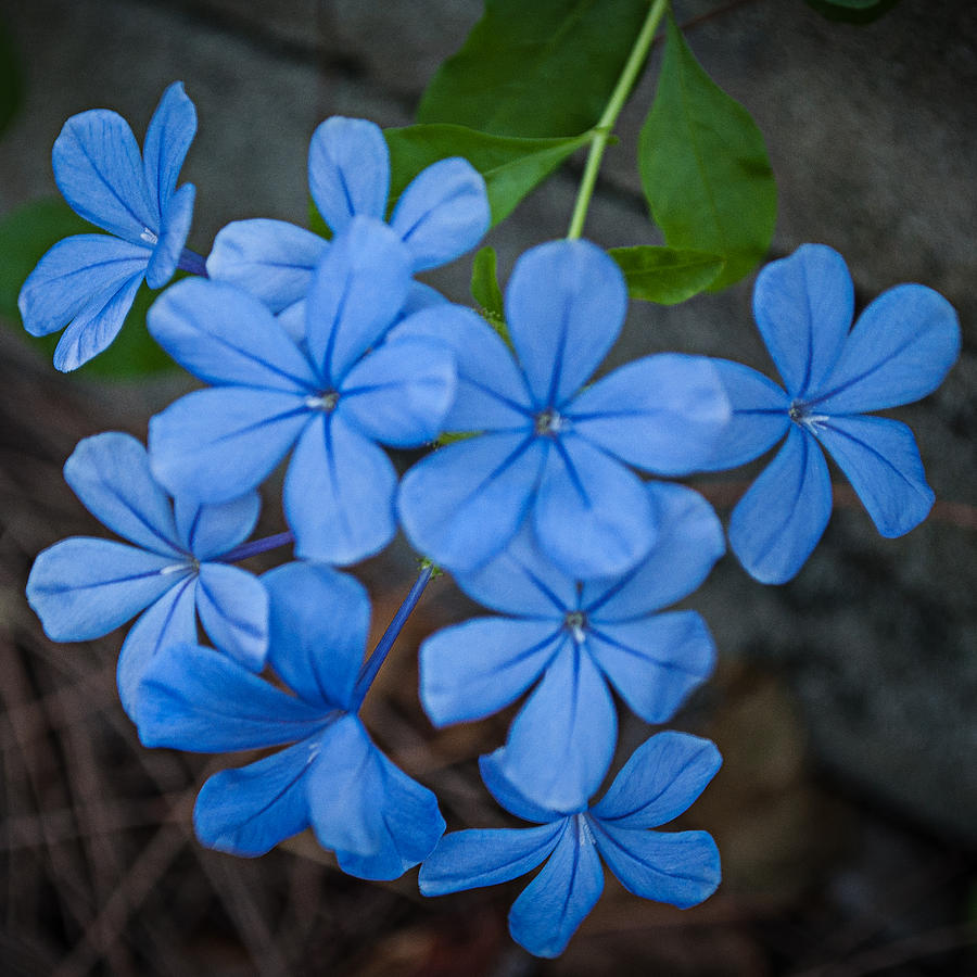 Blue Flower Photograph