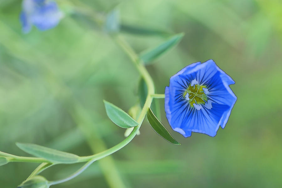 Blue Flower  Photograph by Gregory Scott