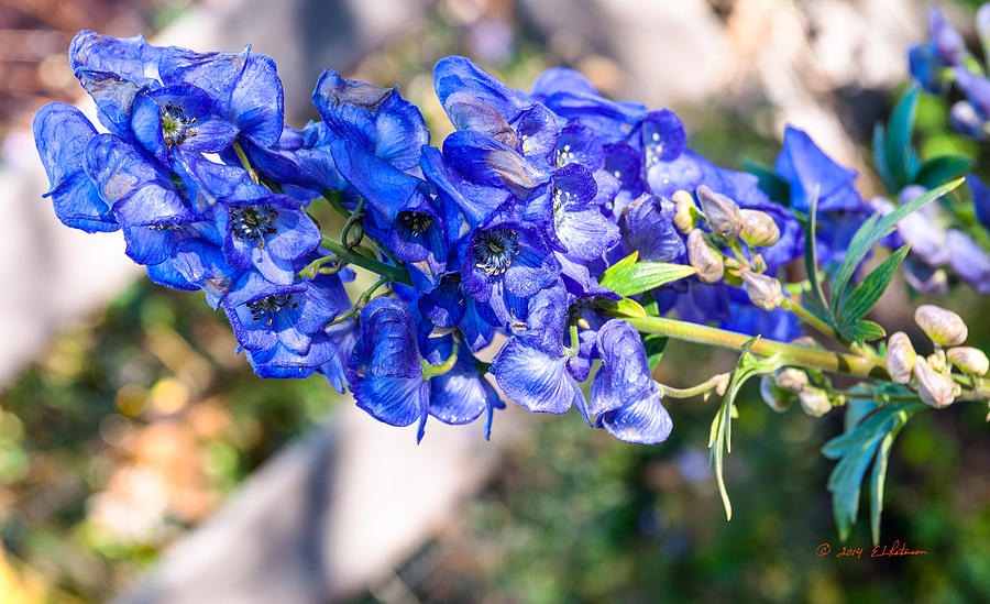 Blue Flower In Fall Photograph by Ed Peterson