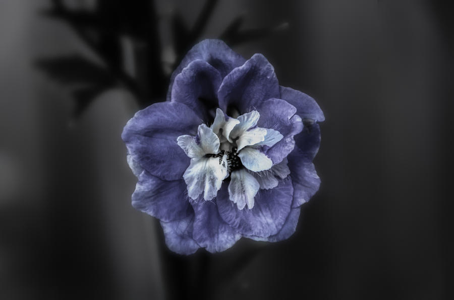Blue Flower Photograph by Michael Demagall