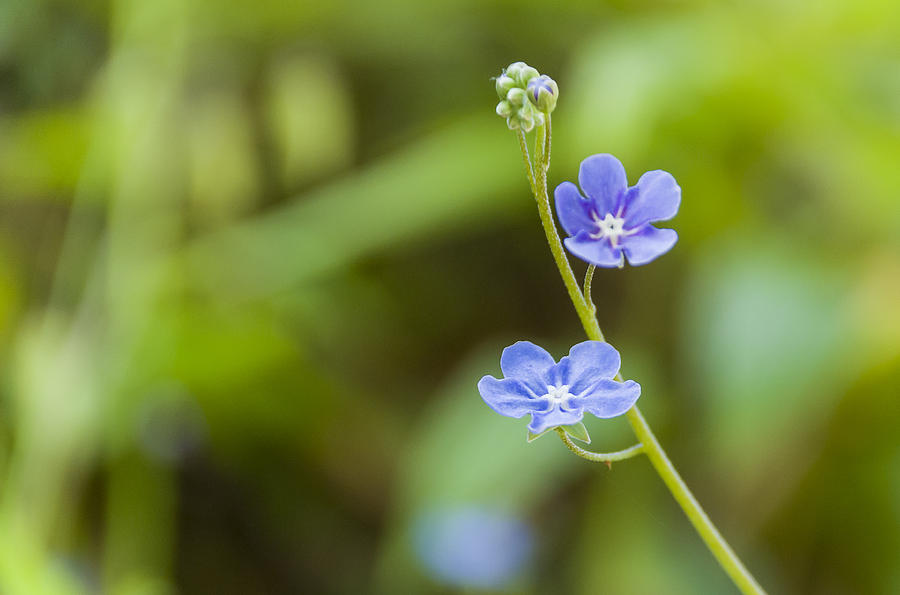 Blue flower Photograph by Paulo Goncalves