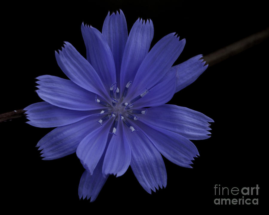 Blue Flower Photograph by Ronald Grogan