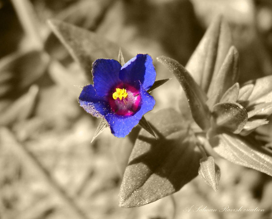 Blue flower Photograph by Salman Ravish