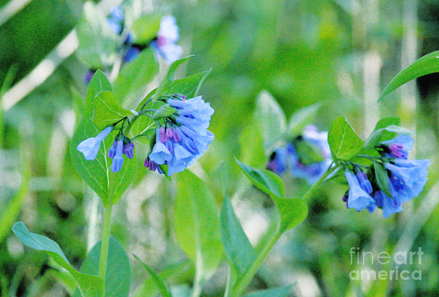Blue Flower Study Photograph by Alys Caviness-Gober