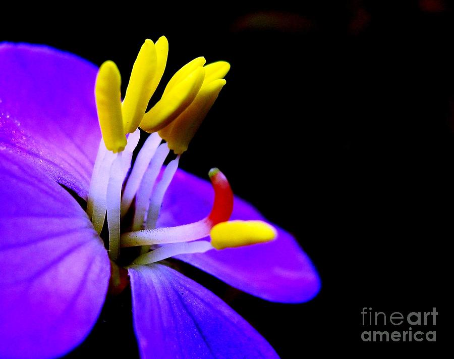 Flowers Still Life Pyrography - Blue Flower by Surendra Silva