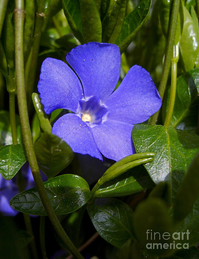 Blue Flower- Vinca Minor Photograph by Nina Ficur Feenan