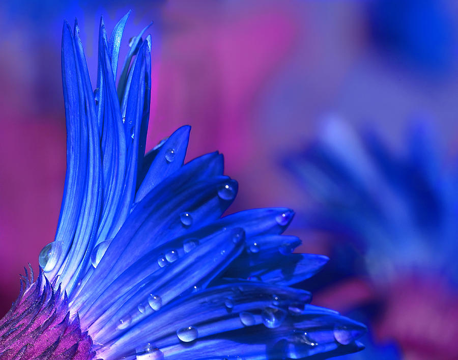 Blue Flower With Water Drops by Barbara Budzinski