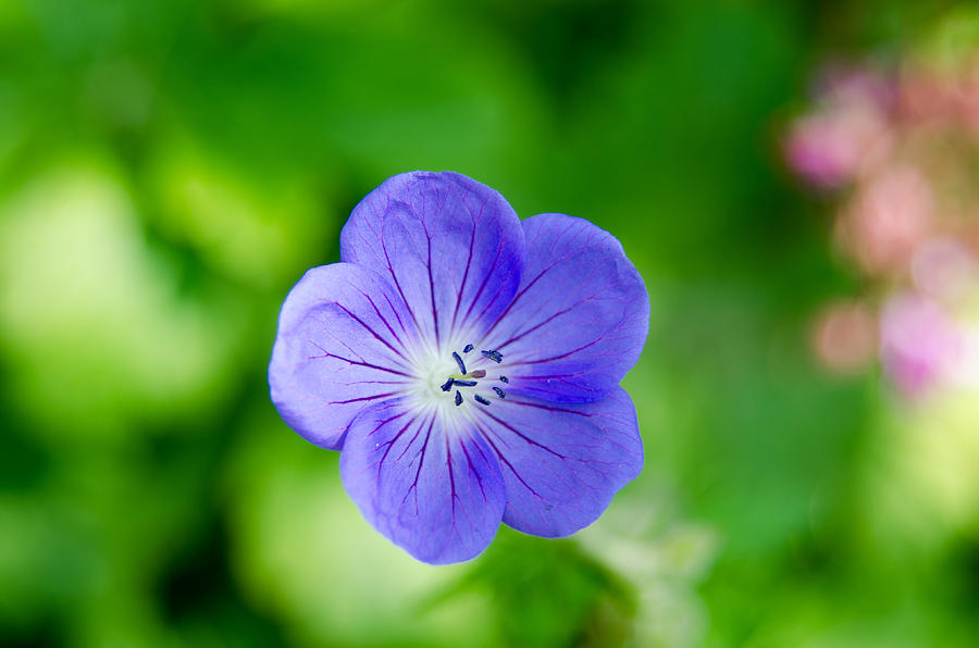 Blue flower. Photograph by Yuri Levchenko | Fine Art America