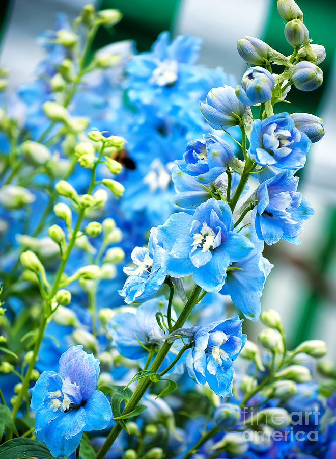 Blue Flowers Photograph by Antony McAulay