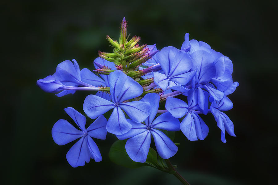Blue Flowers - Cape Plumbago Photograph by Nikolyn McDonald