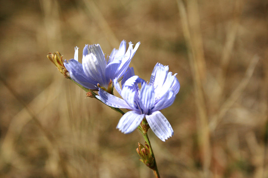 Flower Photograph - Blue Flowers by Cora Brum