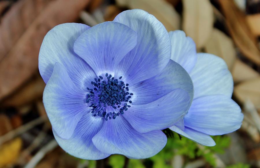 Flower Photograph - Blue Flowers by Cynthia Guinn