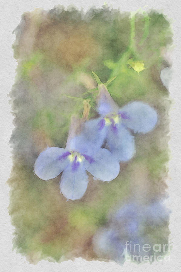 Blue flowers Photograph by Dan Friend