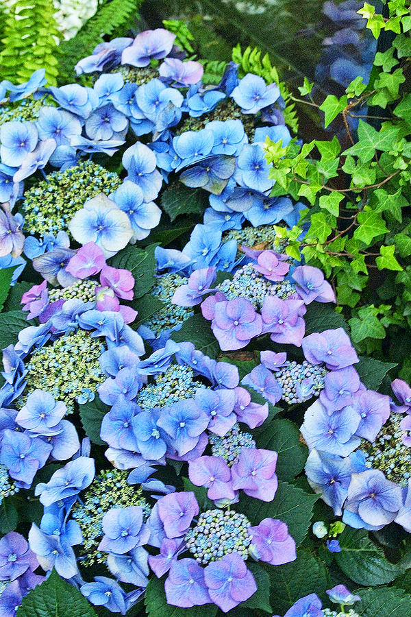 Blue Flowers in Swedish Garden Photograph by Linda Phelps
