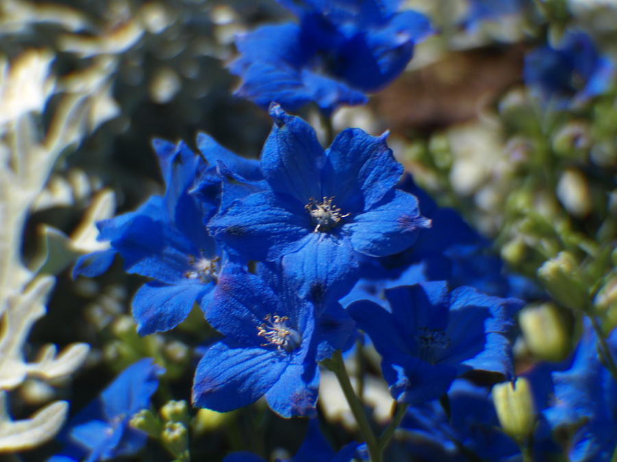 Blue Flowers Photograph by Jo Jurkiewicz