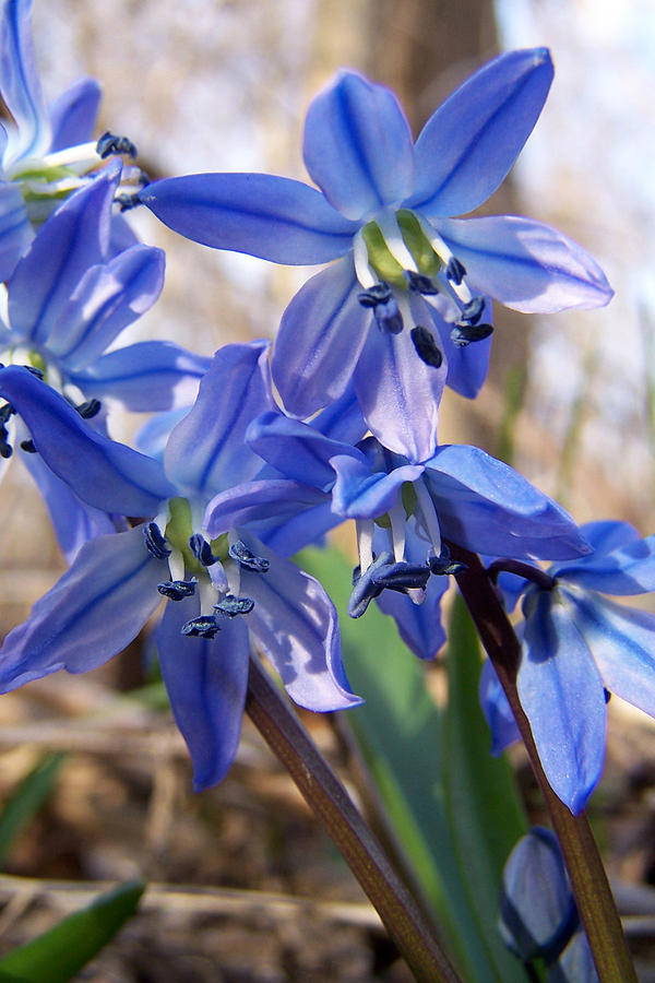 Blue Flowers of Spring Photograph by Forest Floor Photography