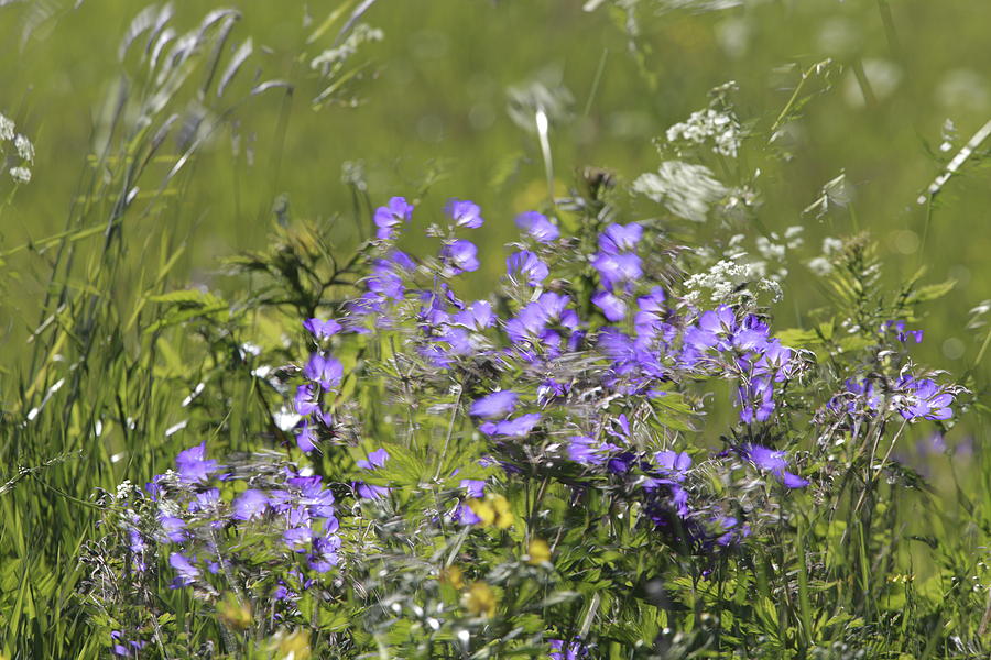 Blue flowers - windblown - available for licensing Photograph by Ulrich ...