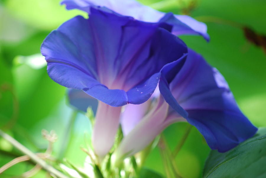 Flower Photograph - Blue Flutes by Breanna Calkins