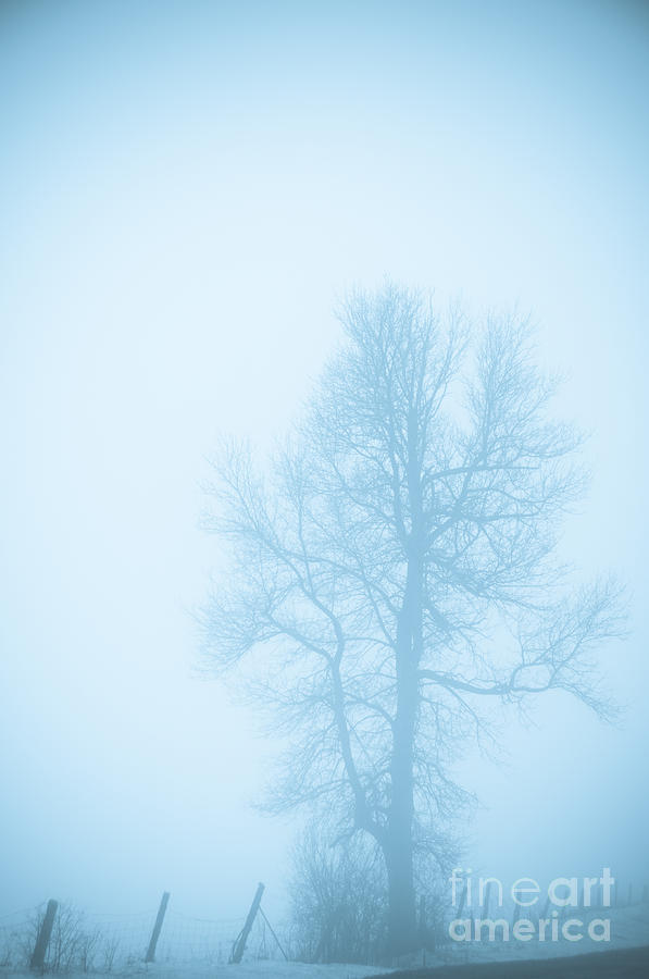 Blue Fog Photograph by Cheryl Baxter