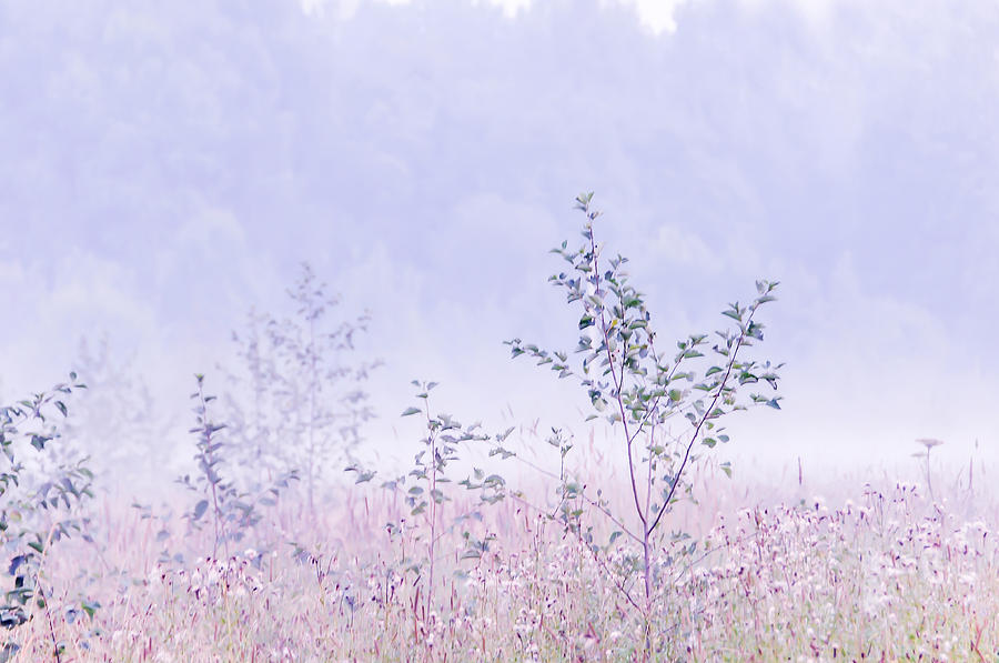 Blue Fog Photograph by Jenny Rainbow