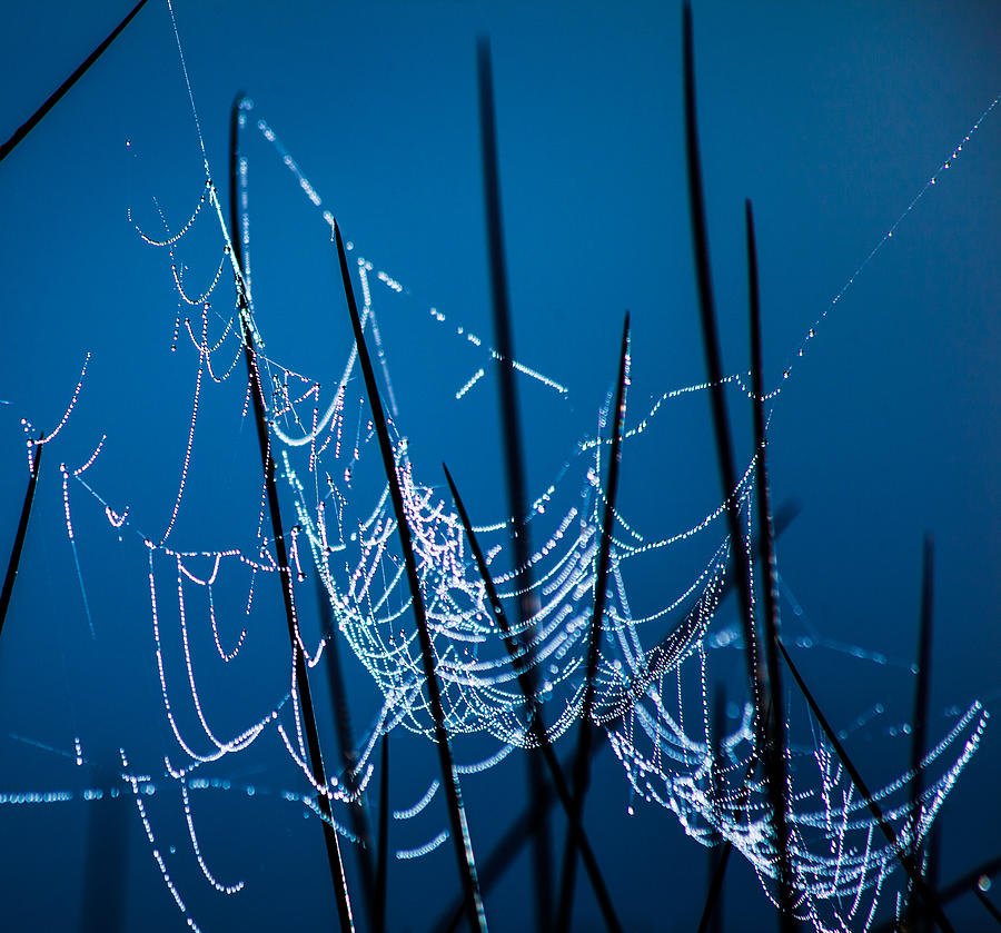 Blue Fog Photograph by Paula OMalley