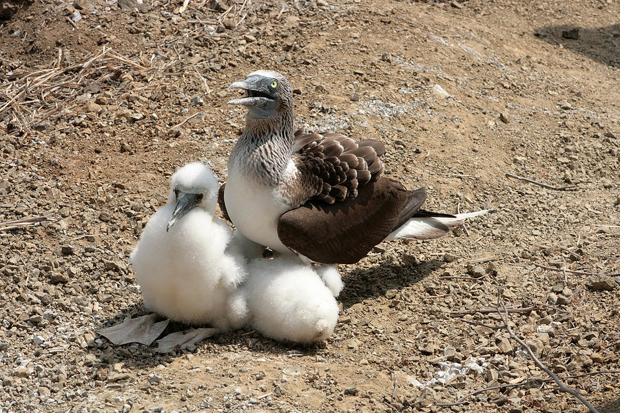 Blue Footed Boobie And Chicks Photograph By Robert Hamm 