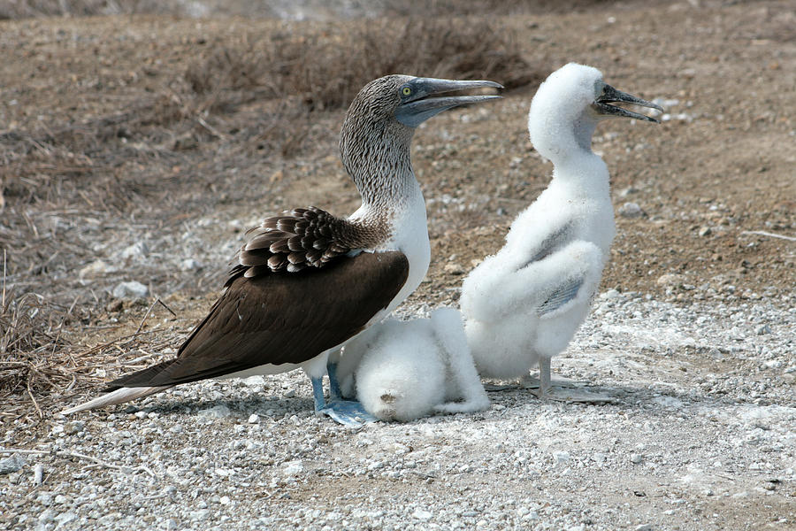 Blue Footed Boobie And Two Chicks Photograph By Robert Hamm Pixels 