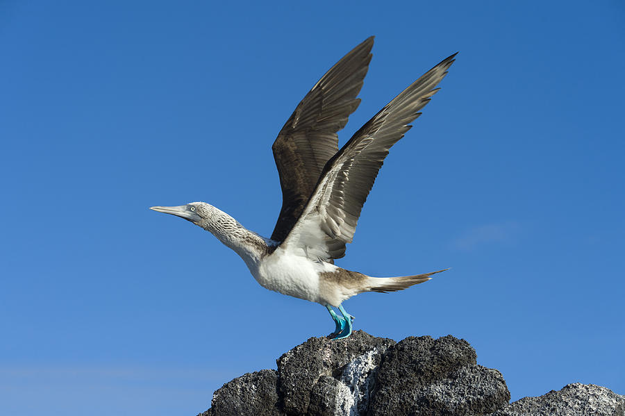 Blue-footed Boobie Photograph by John Shaw