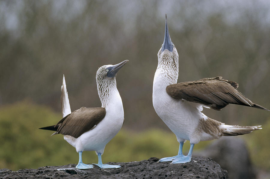 Blue-footed Boobies Courting Galapagos Photograph by Tui De Roy
