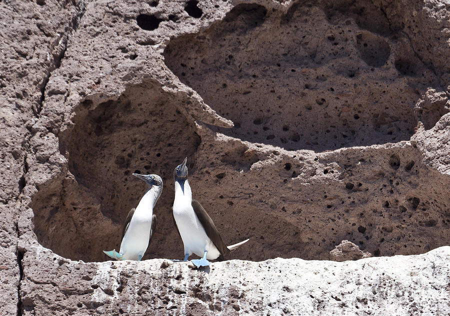 Blue footed Boobies displaying Photograph by Liz Leyden