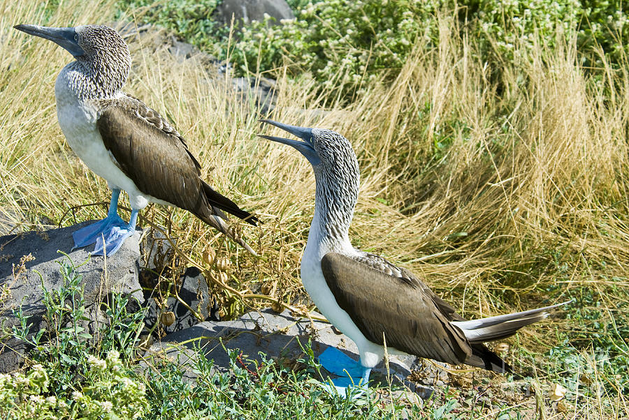 Blue-footed Boobies Photograph by William H. Mullins