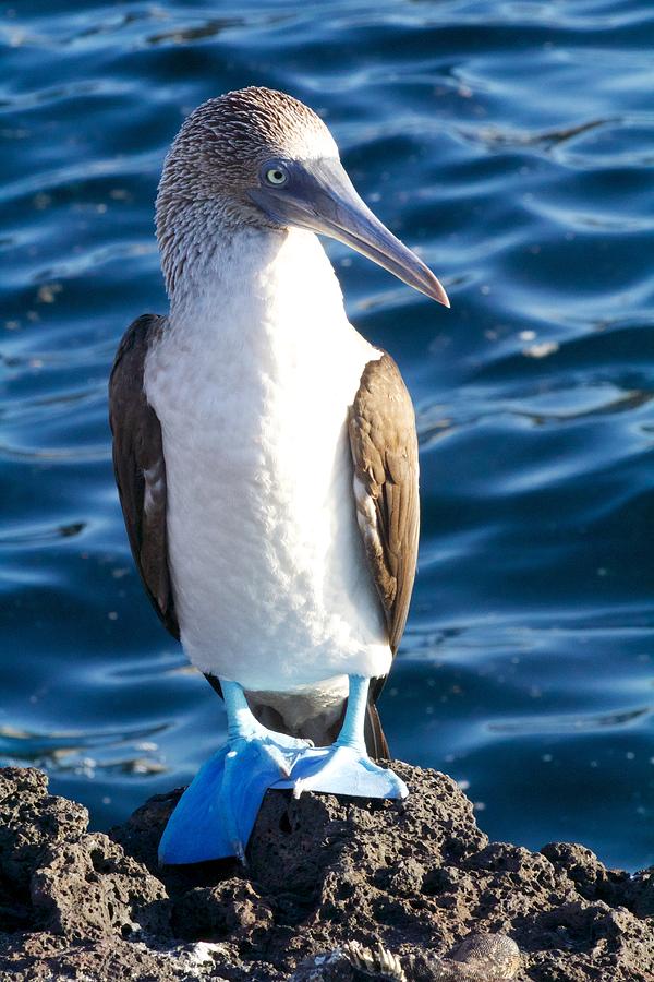 Blue Footed Booby Photograph by Allan Morrison
