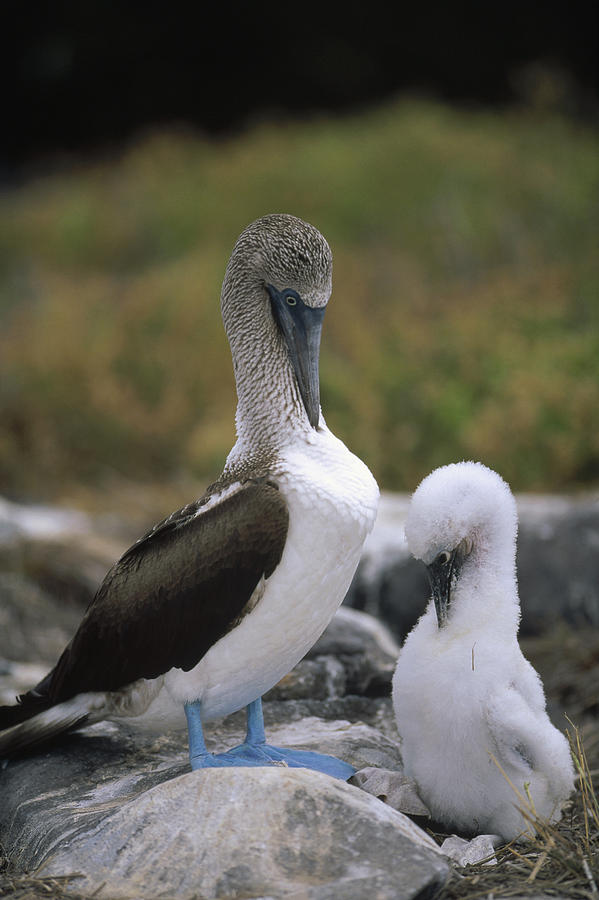 Blue-footed Booby And Chick Preening Photograph by Tui De Roy