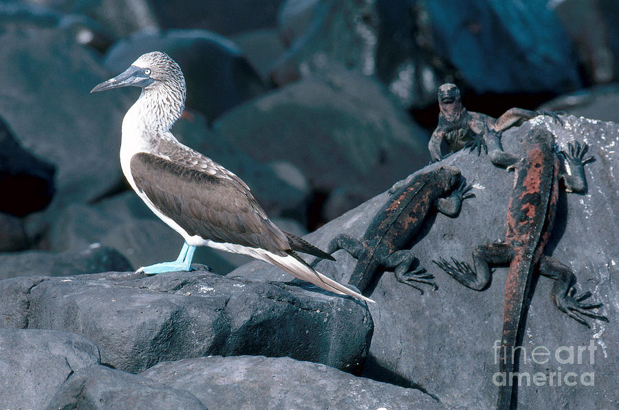 Blue-footed Booby And Iguanas Photograph by Art Wolfe