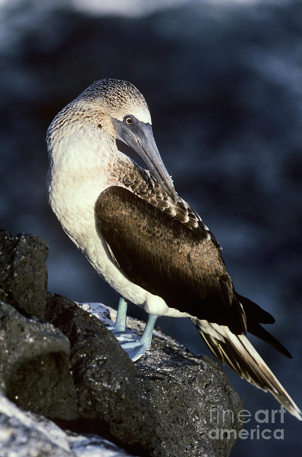 Blue-footed Booby Photograph by Art Wolfe