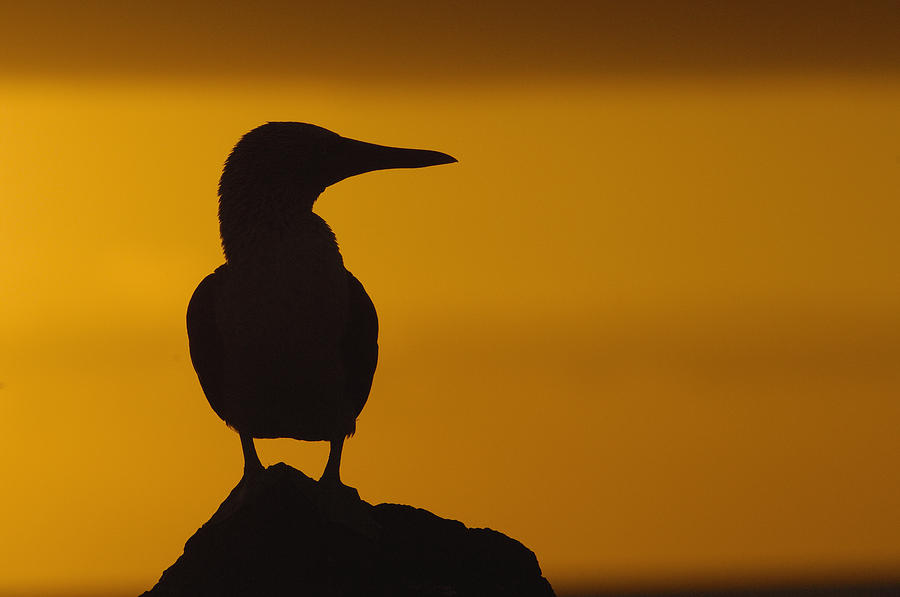 Blue-footed Booby At Sunset Galapagos Photograph by Pete Oxford
