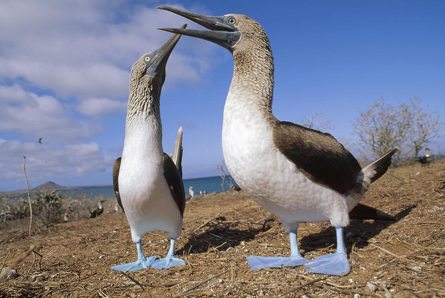 Blue-footed Booby Couple Courting Photograph by Tui De Roy