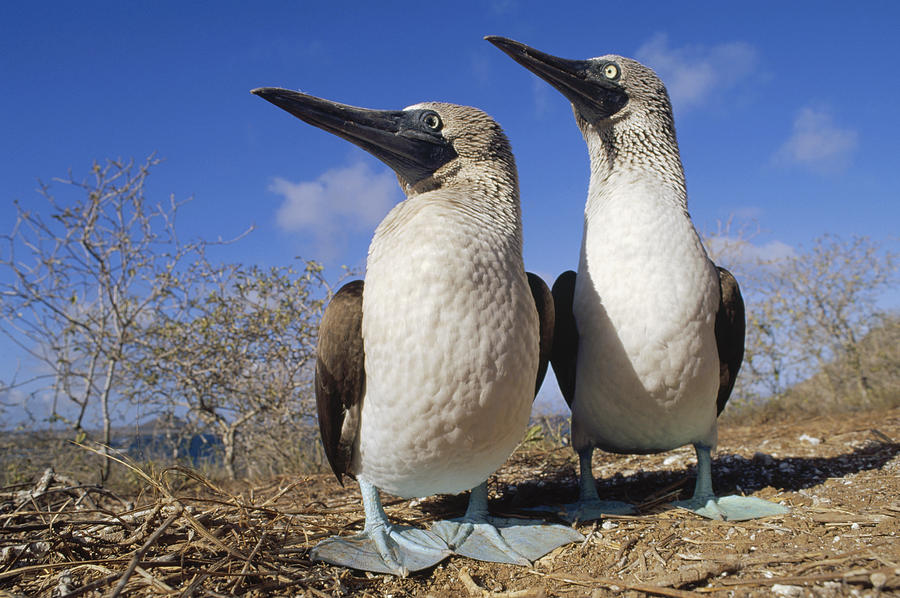 Blue-footed Booby Courting Couple Photograph by Tui De Roy