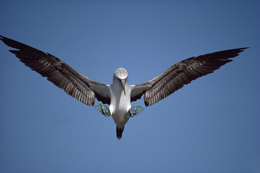 Blue-footed Booby Courting  Galapagos Photograph by Tui De Roy